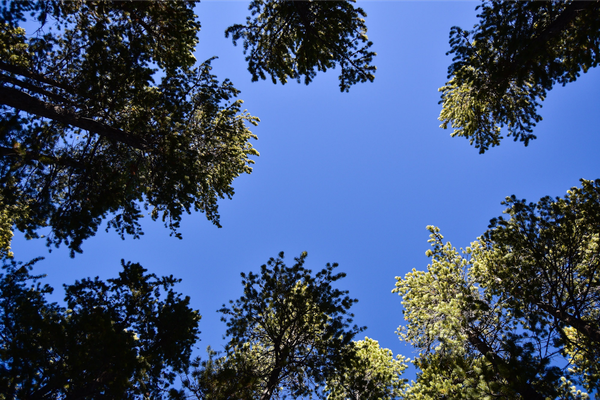 Pine tree canopy on Casper Mountain thumbnail