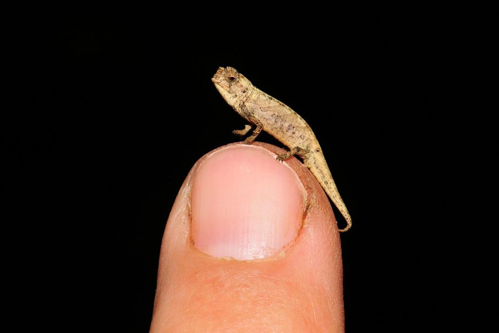 Brookesia nana