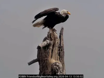 Jackie the Bald Eagle, Who Captured Hearts Around the World Via Livestream, Has Died After Battling a Mysterious Illness image