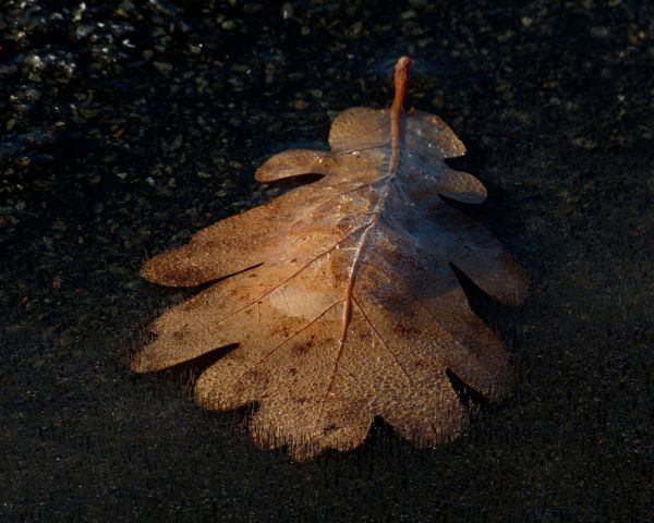 Frozen Oak Leaves 03 - On the ground thumbnail