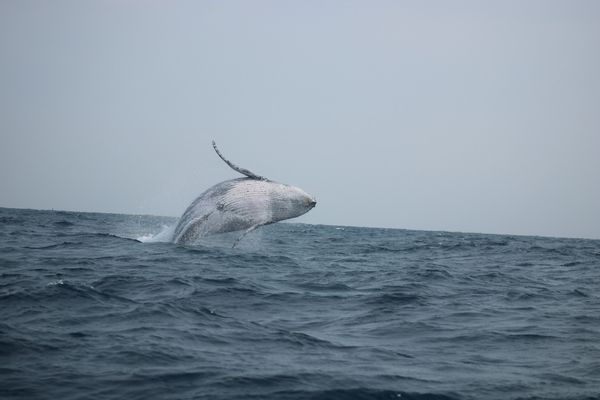 Humpback whale jumping for joy thumbnail