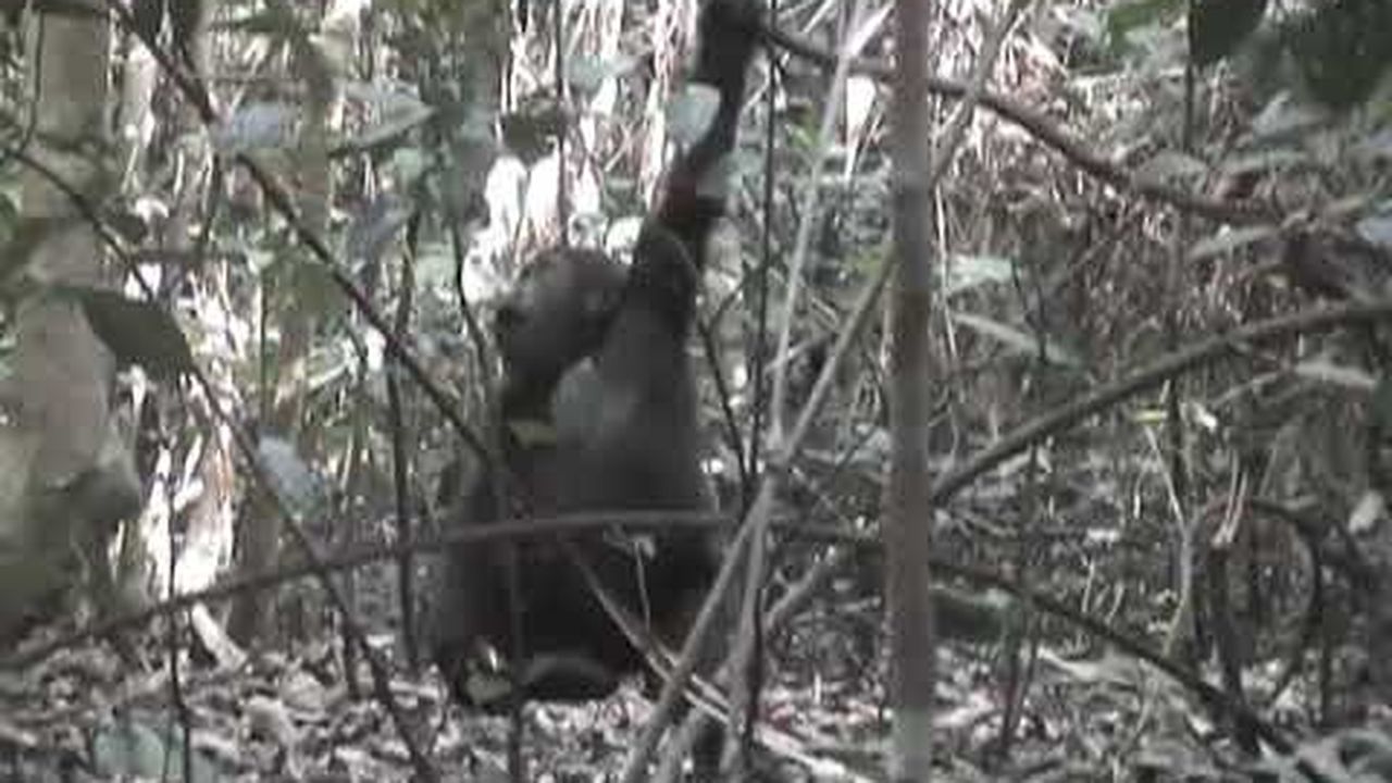 Preview thumbnail for A Gorilla Family in the Wild