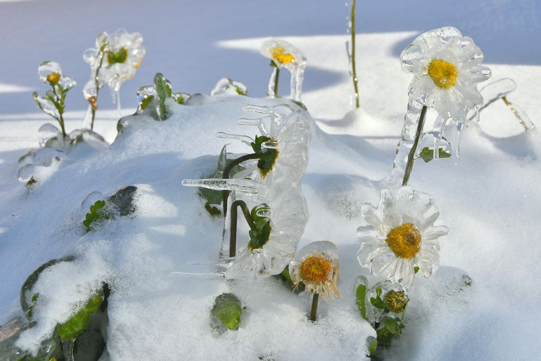 Flower in ice. Smithsonian Photo Contest Smithsonian Magazine