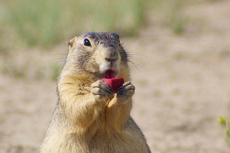A prairie dog eats a bait containing a plague vaccine.