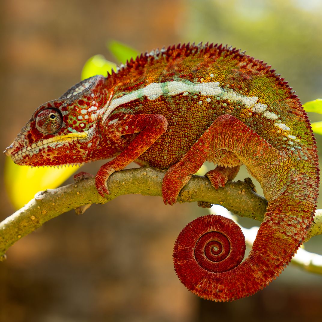 Red Chameleon | Smithsonian Photo Contest | Smithsonian Magazine