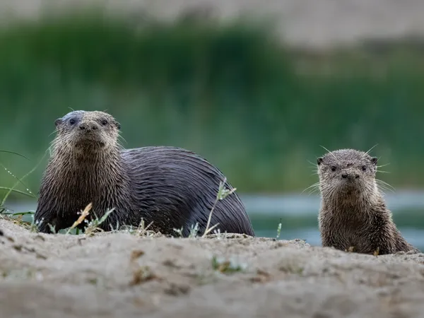 A River Otter parent and young thumbnail