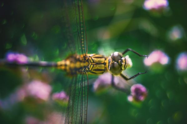 Dragonfly posture thumbnail