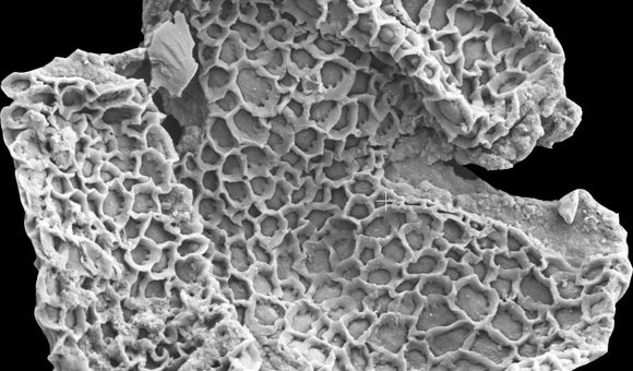 56 million-year-old fossil pollen grains collected from Wyoming and photographed on the NMNH’s scanning electron microscope.