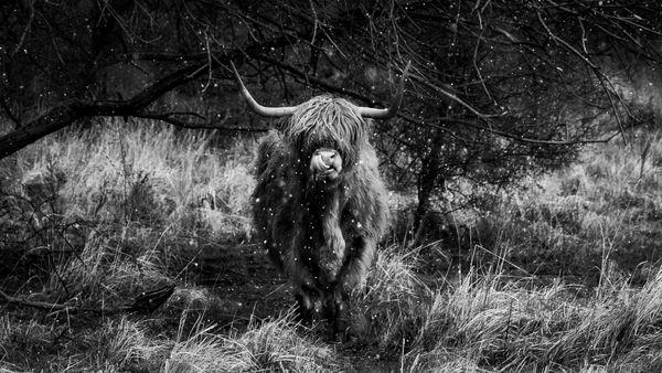 Highland cattle in the snow thumbnail