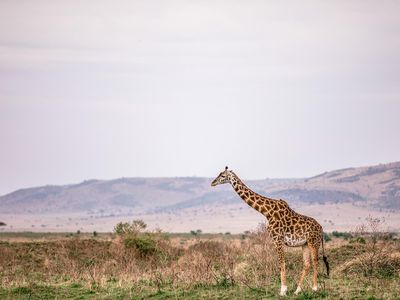 Giraffes may have evolved such long necks, in part, because of sexual competition.