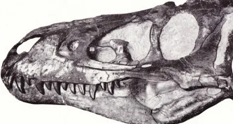 The skull Gilmore described as "Gorgosaurus lancensis"