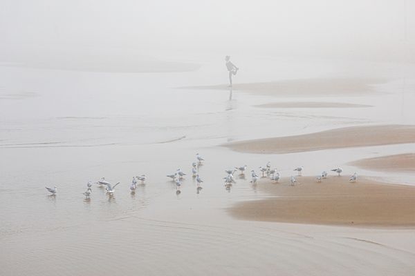 Seagulls in Fog thumbnail