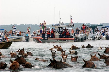 The pony swim in 2008