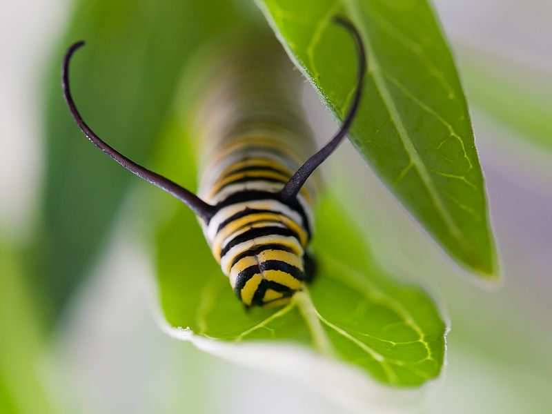 A caterpillar gets down to the business of eating! Smithsonian Photo Contest Smithsonian