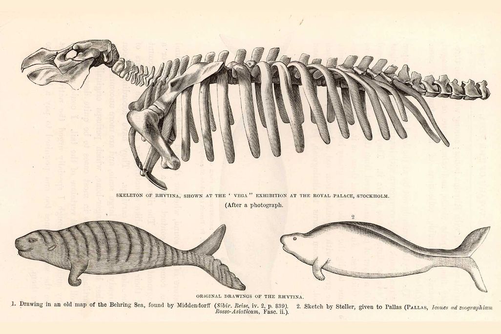Steller's Sea Cow