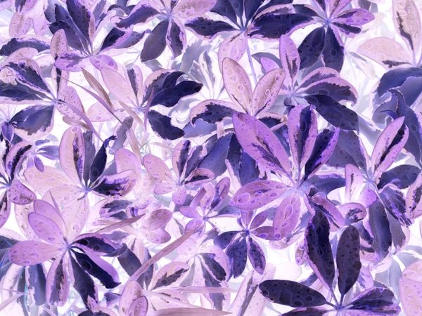 FOLIAGE WITH REVERSED COLORS thumbnail