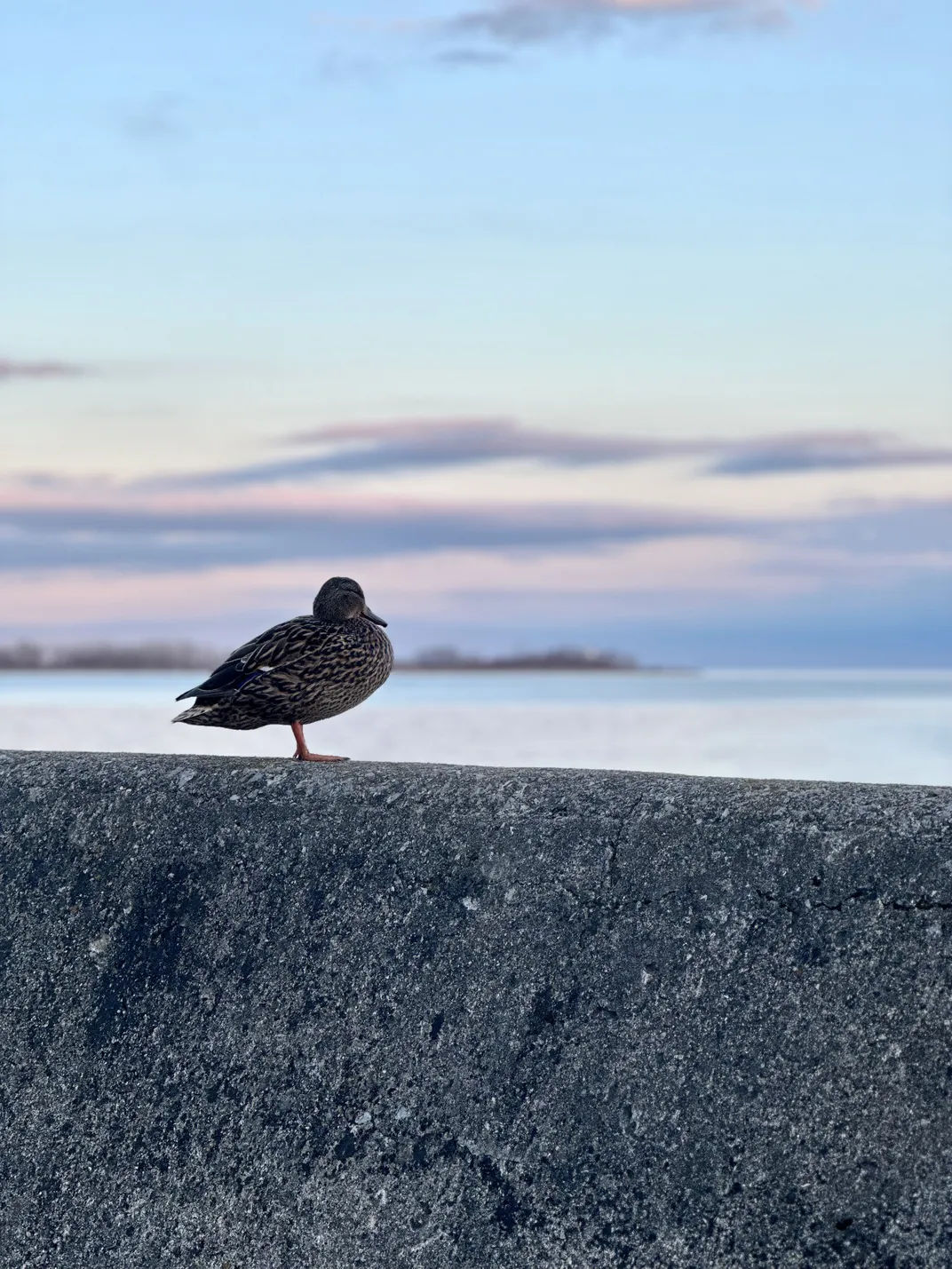 A lone duck stands peacefully on a concrete barrier