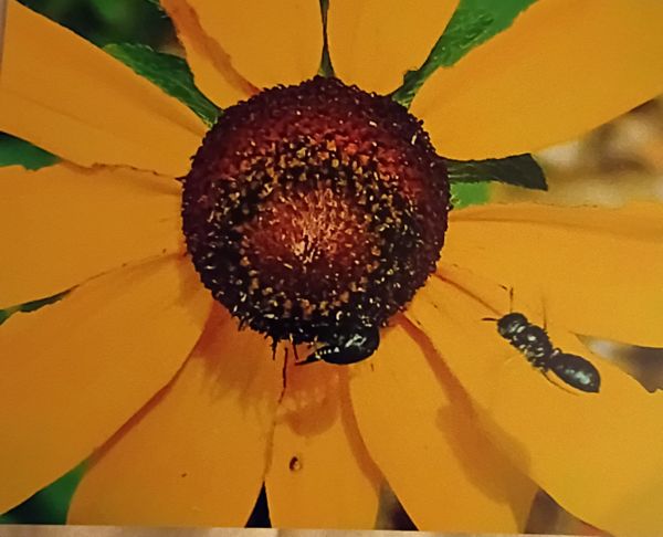 Sunflower with crawling and flying guests thumbnail