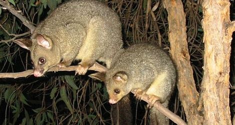 Brushtailed possums, shown here in their native Australia, are among the most destructive pests in New Zealand.