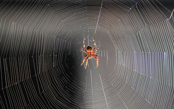 A Weaver Spider Creates Night Art thumbnail