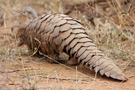 Scaly, ant-eating mammals, pangolins curl up when they're scared. 