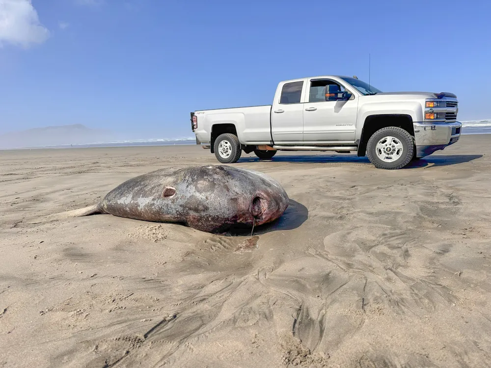Giant dead fish on the beach next to a pickup truck
