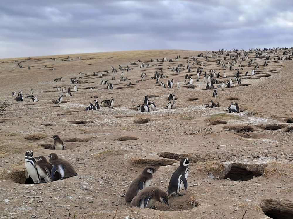 Penguin Colony