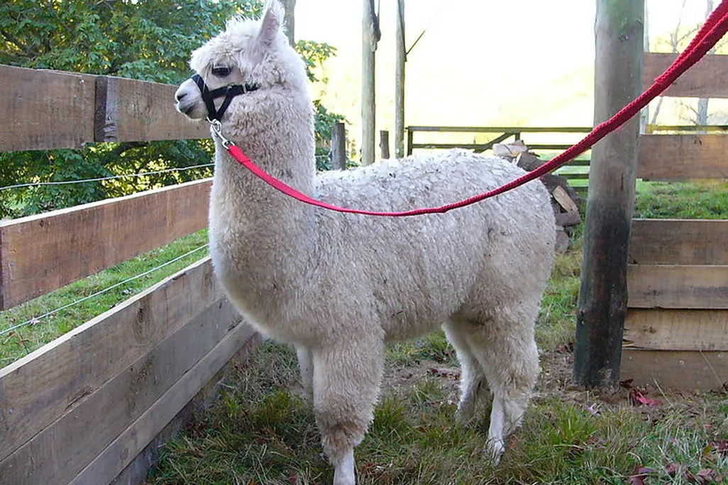 Alpaca