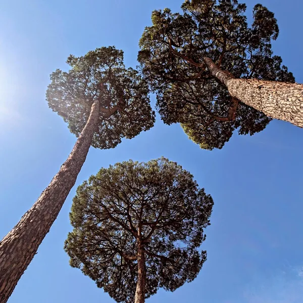 The boundary thumbnail