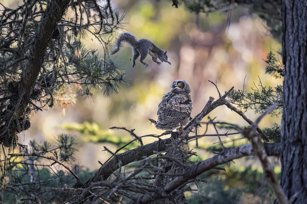 squirrel jumping at an owl