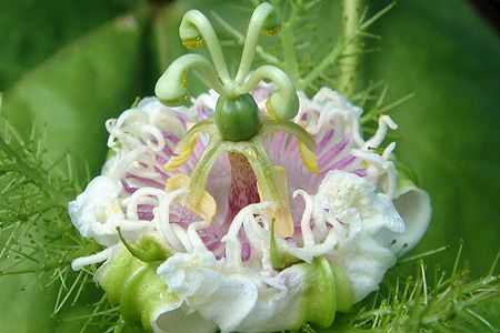 The stinking passion flower (Passiflora foetida) is native to wet tropical areas in the West Indies and central South America.