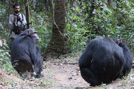 Nisarg Desai observes wild chimps known as Sandi, Ferdinand and Siri in Tanzania.
