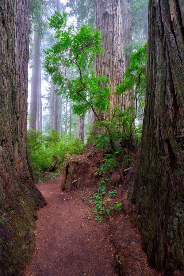 Nature's Cathedral thumbnail