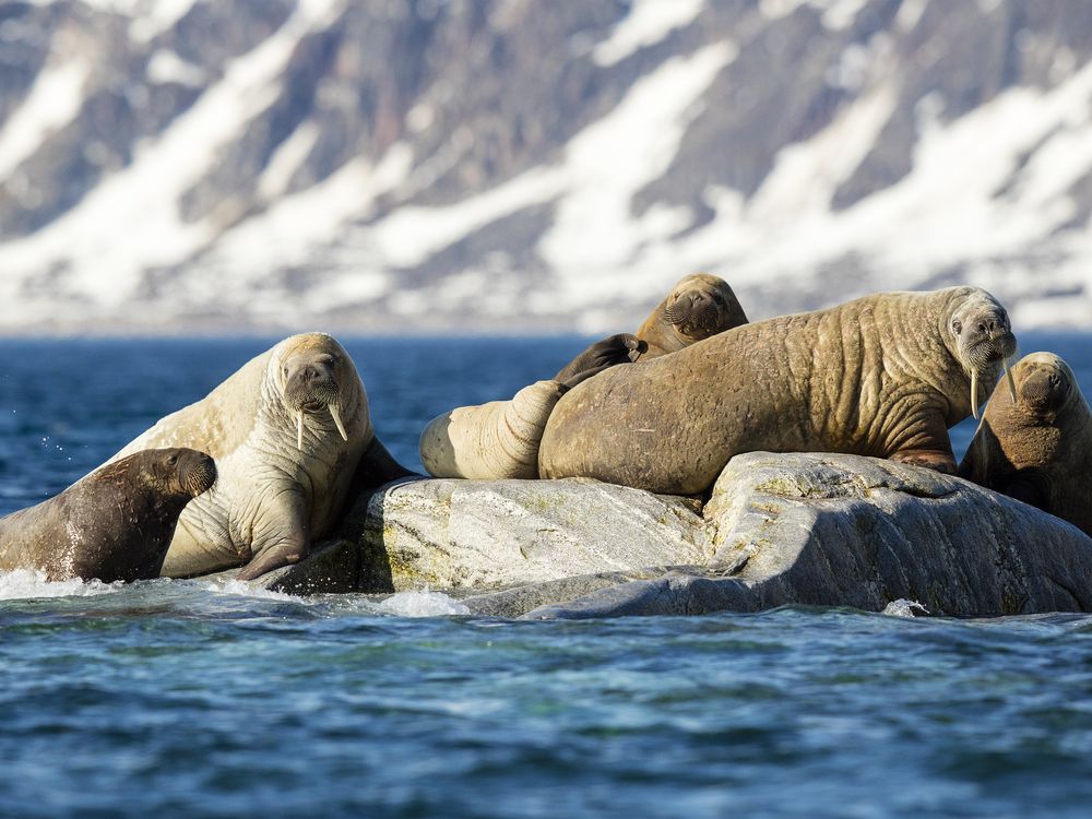 Six walruses on top of a rock peaking out of the ocean