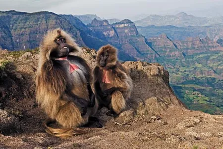 Geladas (a male and female in the Simien Mountains) signal their status with the livid skin on their chests.