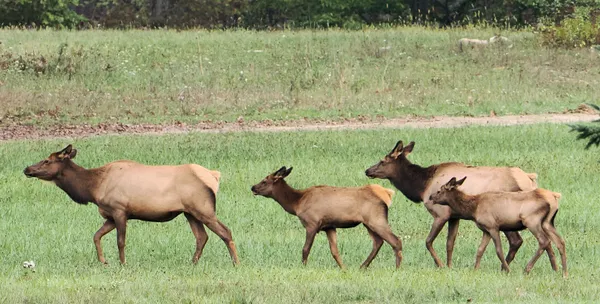 Elk in search of dinner thumbnail