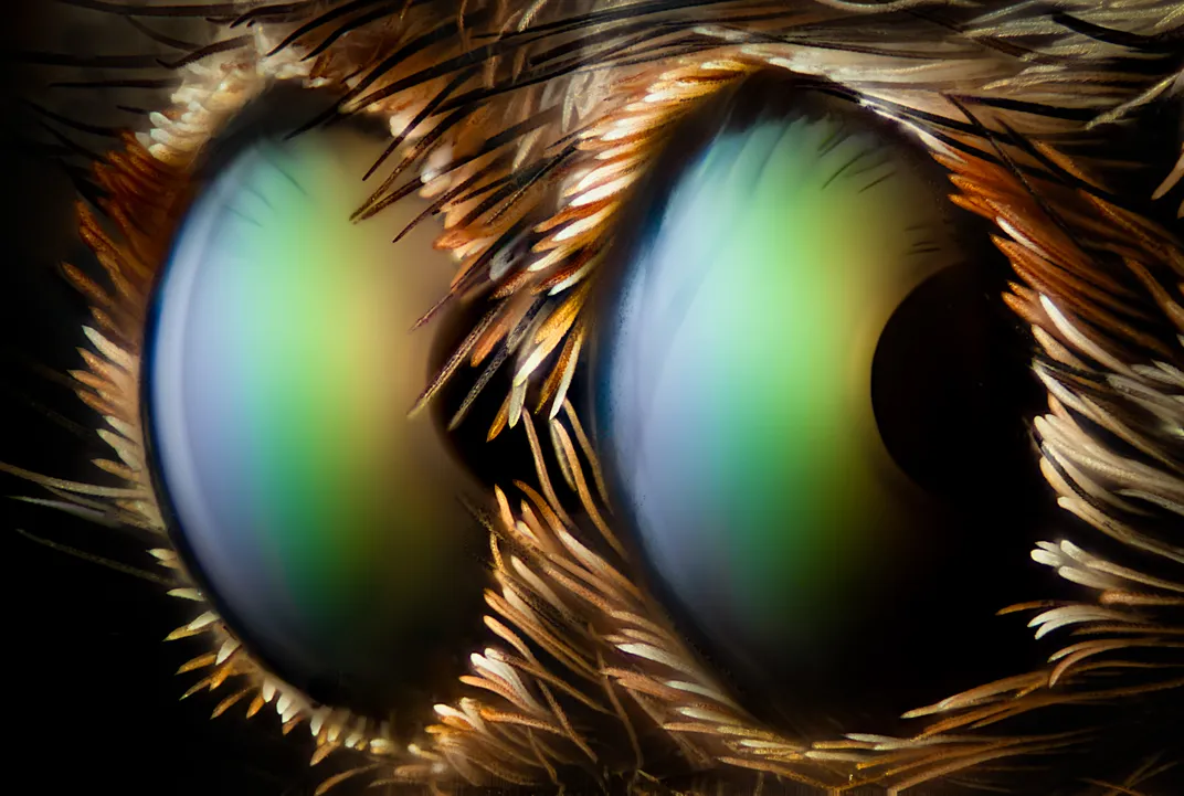 close up of two spider eyes that shine in green, orange and purple. Some hairs are visible around their perimeter