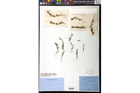 Before its residence at the Smithsonian's National Museum of Natural History, this pressed plant (Cyananthus macrocalyx subspecies spathulifolius) was housed at London's Natural History Museum where it survived a bombing during World War II (Photo Credit: Ingrid P. Lin, Smithsonian). 