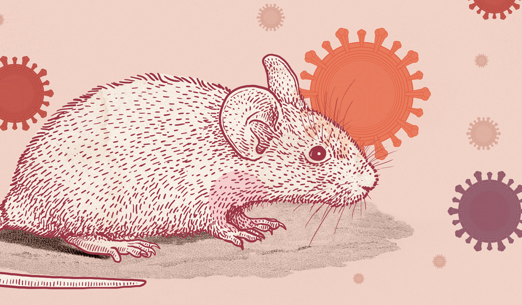 Illustration of a mouse with coronaviruses in the background