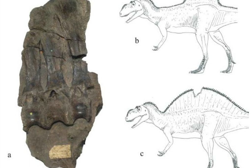 The peculiar, high-spined specimen