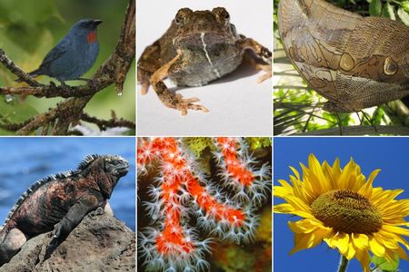 From top left, clockwise: male orangequit; female tungara frog; purple mort bleu butterfly; sunflower; red coral; Galapagos marine iguana