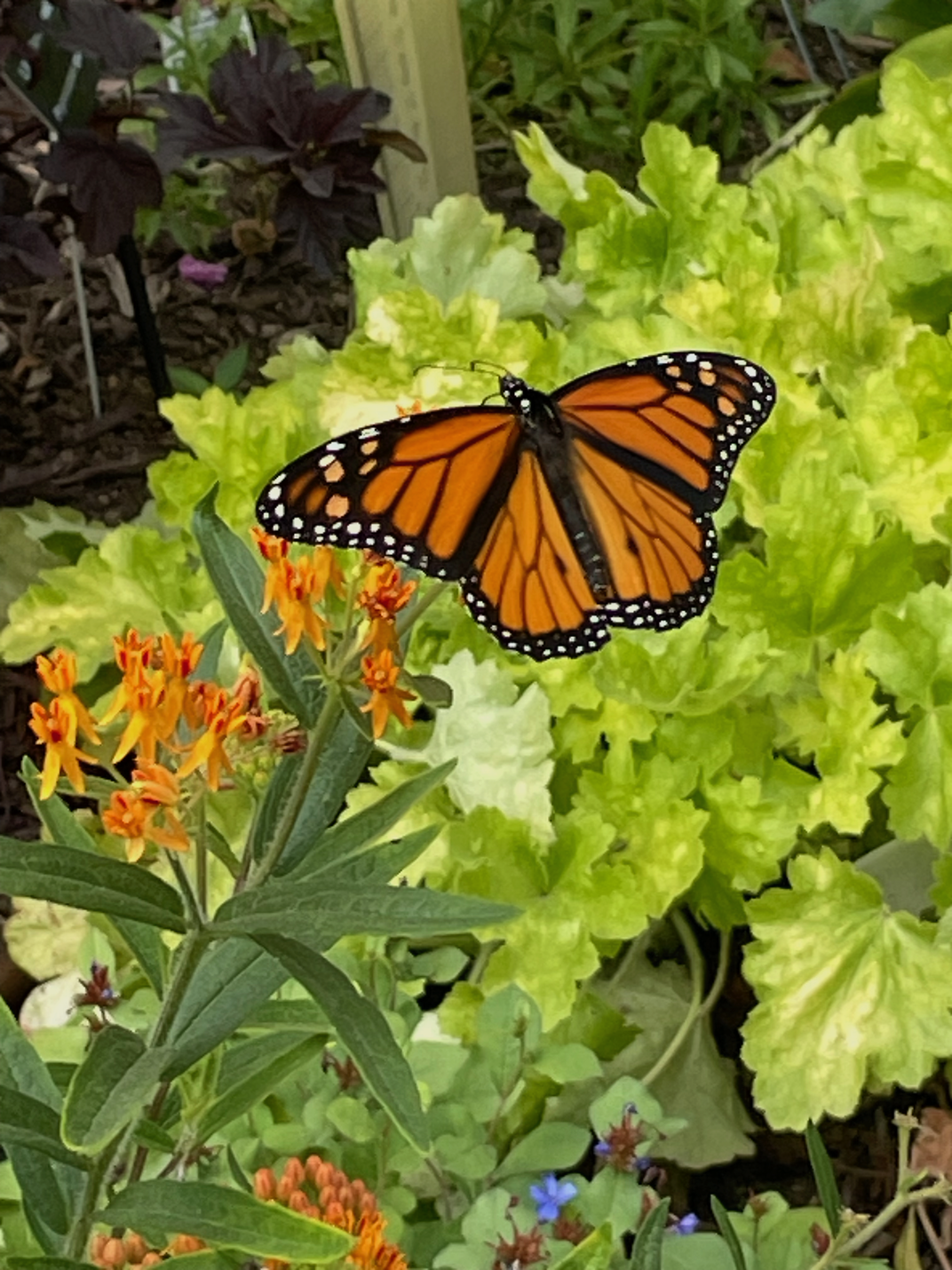 Monarch butterfly dining on butterfly milkweed | Smithsonian Photo ...