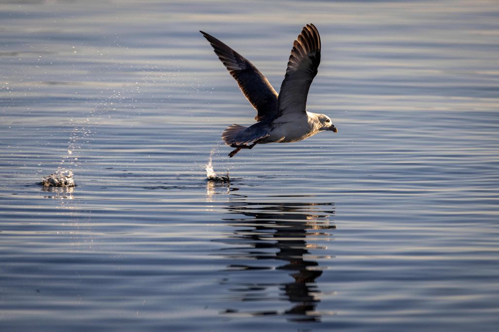 A seabird flies over the surface of the water