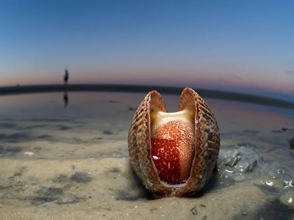 OPENER - A giant Atlantic cockle lies open on the beach in Fort Myers, Florida, while a beachcomber searches for shells in the background.