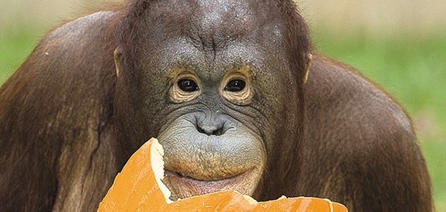 Orangutan at the National Zoo