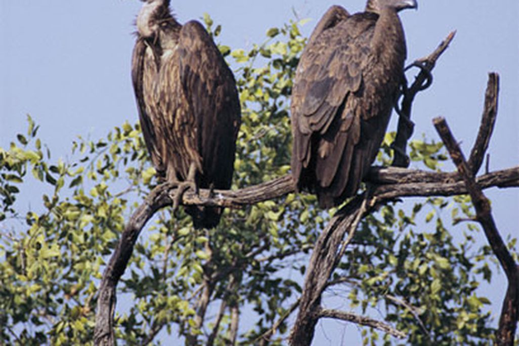 vulture2_tree.jpg