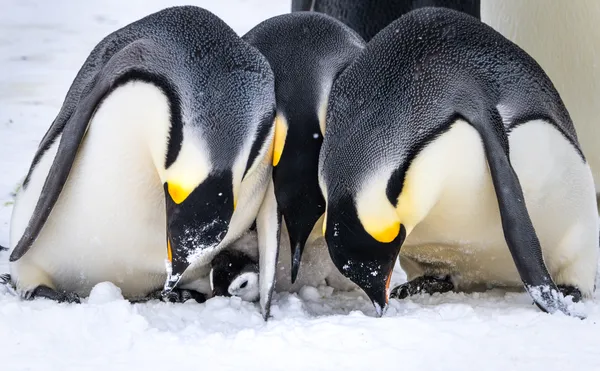 Three Adult Emperor Penguins were Fighting to Steal a Chick thumbnail