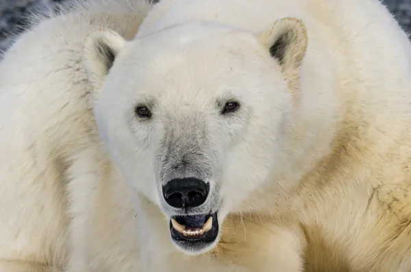 A Polar Bear in the Arctic thumbnail
