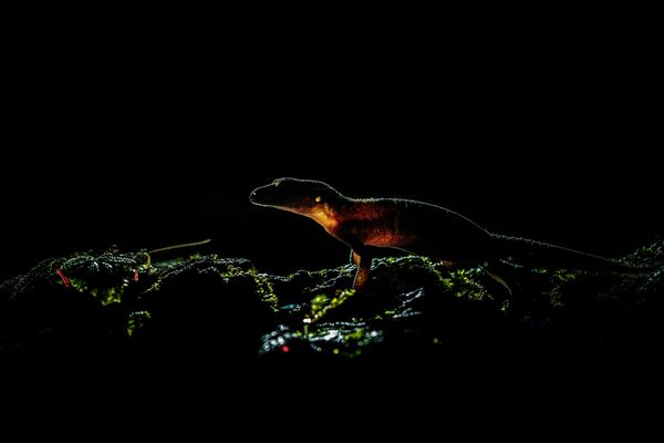 Backlight gecko with the habitat thumbnail