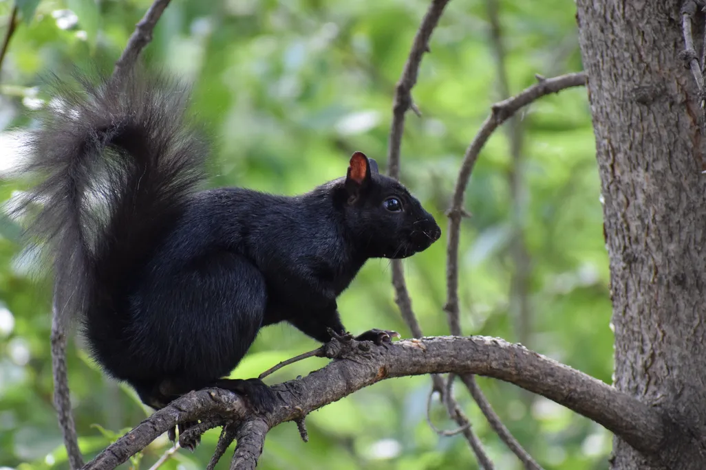 Calgary_black_squirrel.jpg